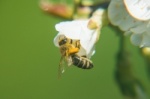 Fleißige Bienen beim Honig sammeln