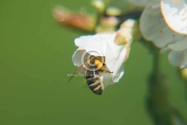 Fleißige Bienen beim Honig sammeln