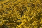 Herbstlicher Weinberg