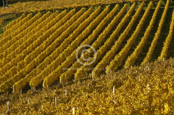 Herbstlicher Weinberg