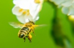 Honig Pollen