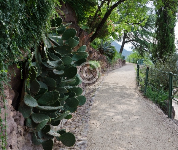 Kaktus an der Promenade