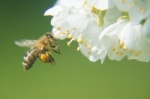 Kirschbaumblüte mit Biene im Anflug