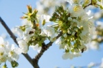 Kirschbaumblüte mit Bienen