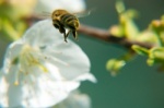 Kirschbaumblüte mit Bienen