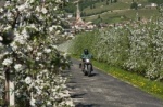 Motorradfahrer in der Apfelblüte