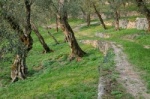 Olivenbäume