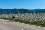 Radfahrer in der Apfelblüte