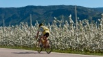 Radfahrer in der Apfelblüte