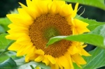 Sonnennblume