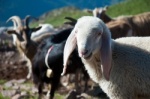 Ziegen und Schafe