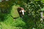 Kuh im Weinberg