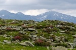 Steinwiese mit Alpenrosen