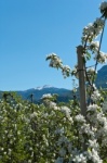 Weißhorn in der Apfelblüte