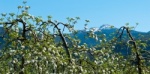 Weißhorn in der Apfelblüte